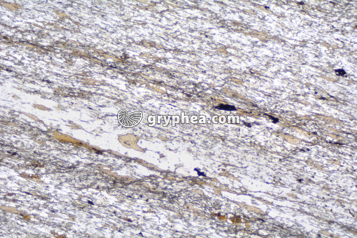 Schiste à biotite LPNA x10 - gryphea.org